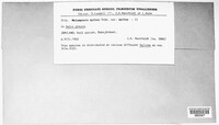 Melampsora epitea image